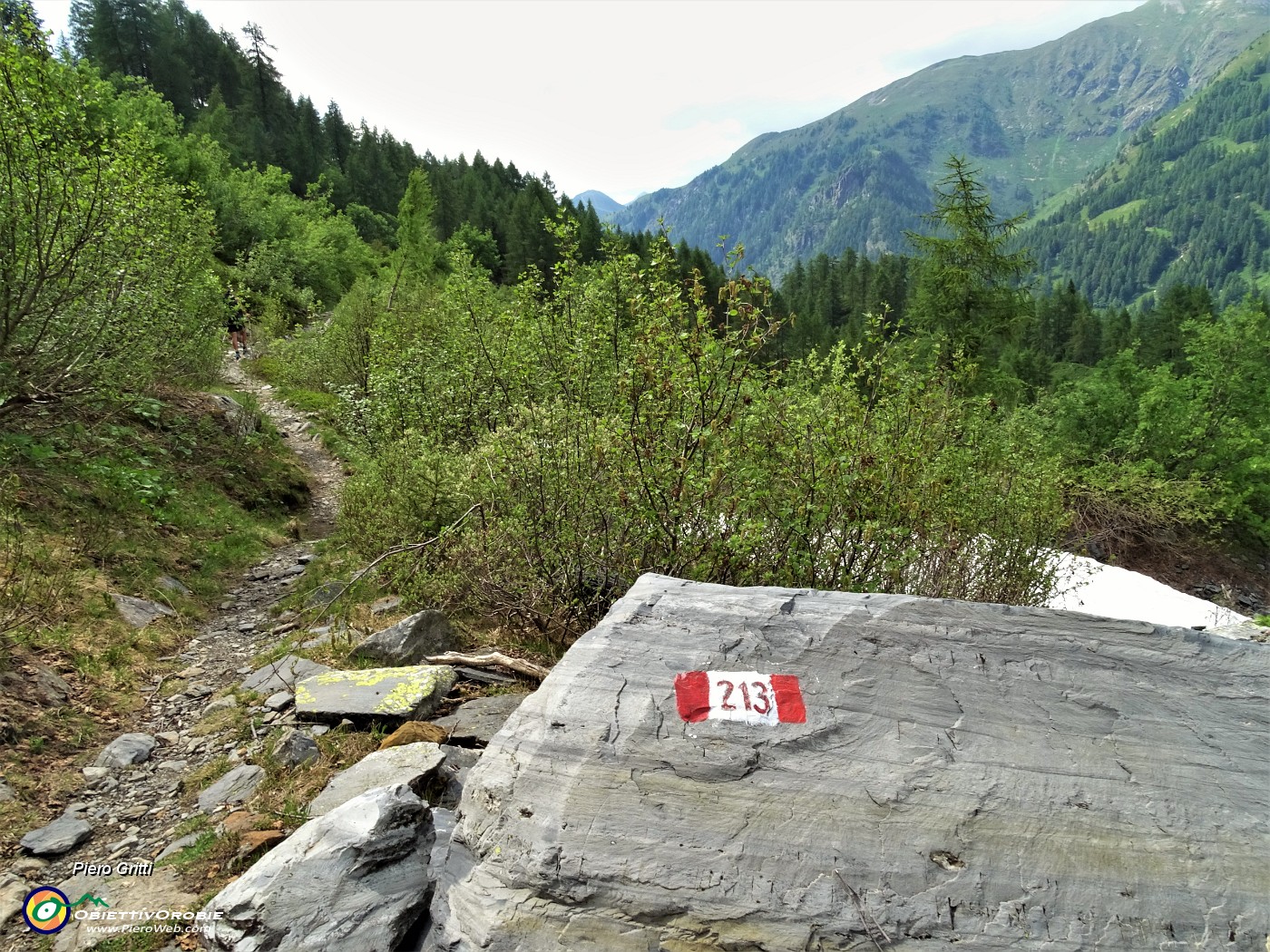 81 Per la discesa percorriamo tratto del sent. 213 a sx direzione Laghi Gemelli.JPG